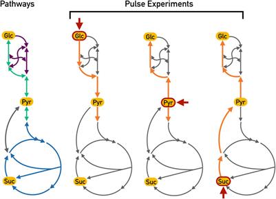 Totoro: Identifying Active Reactions During the Transient State for Metabolic Perturbations